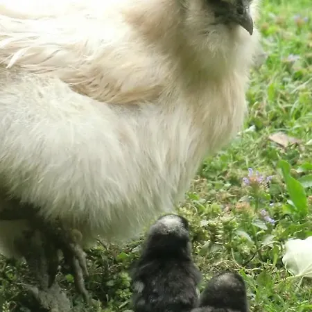 Apartment Amselnest Lügde