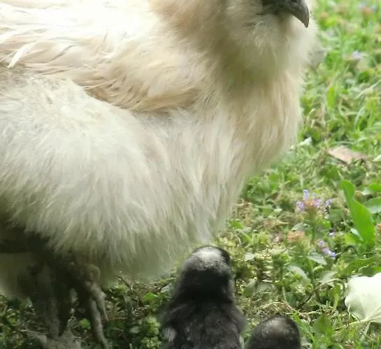 公寓 Amselnest 吕格德